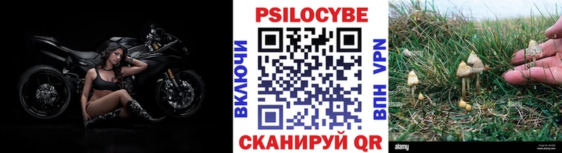 наркотики  Котлас  Псилоцибиновые грибы Psilocybe 